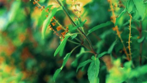 283 Tulsi Stock Videos, Footage, & 4K Video Clips .